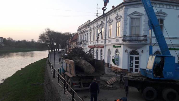 З центру Ужгорода вивезли дерева і смітт…