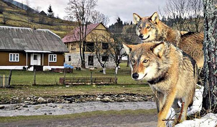 На Вінниччині бачили вовків поруч з райц…
