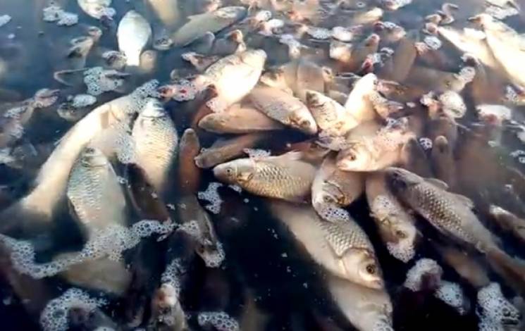 На Вінниччині виявили випадок мору риби…