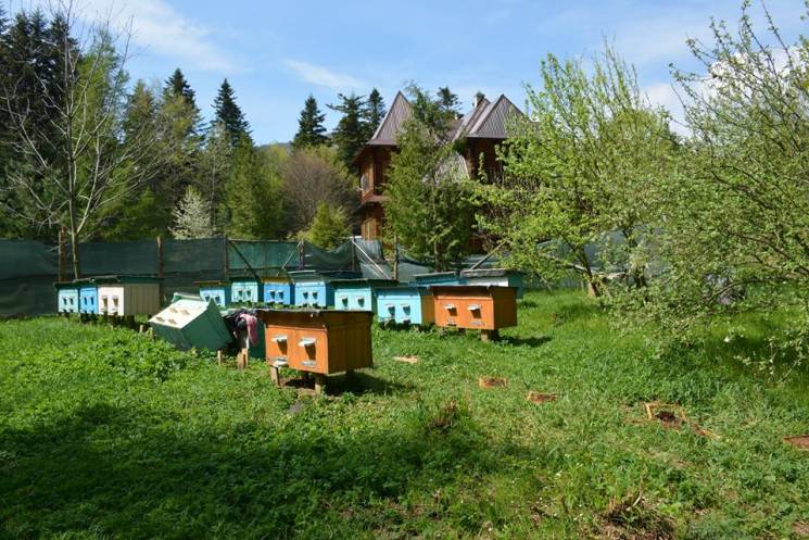 "Солодкий" наліт: На Прикарпатті клишоногий бешкетник розгромив вулики (ФОТО)