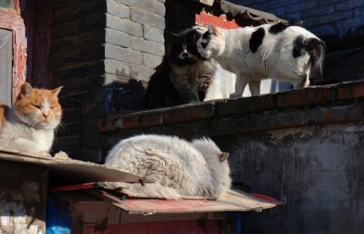Сотні бродячих котів «влаштували бардак»…