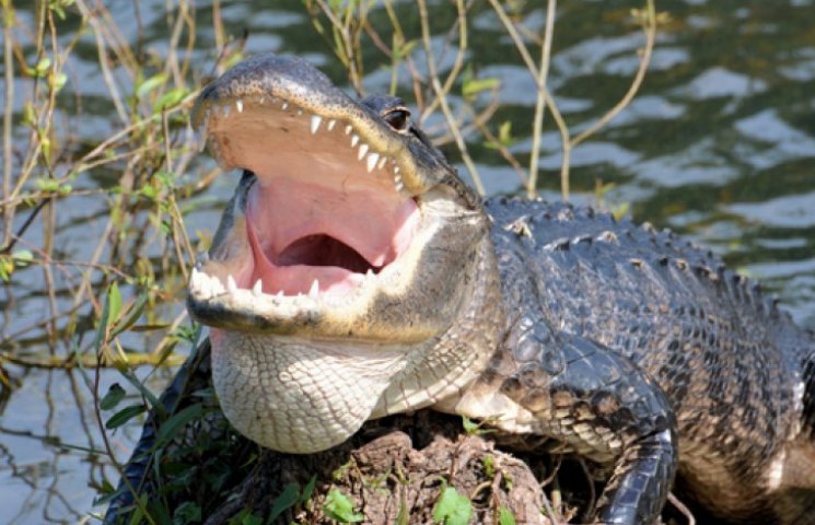 Аллигатор едва не съел туриста в Мексике…