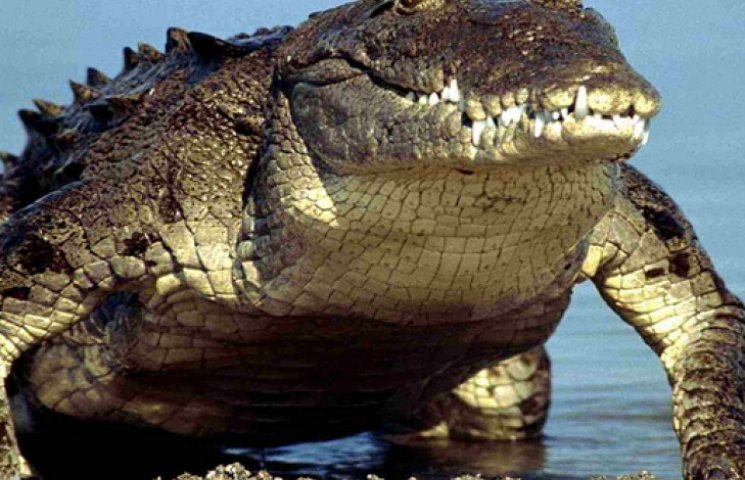 В Австралии любимец туристов крокодил Ма…