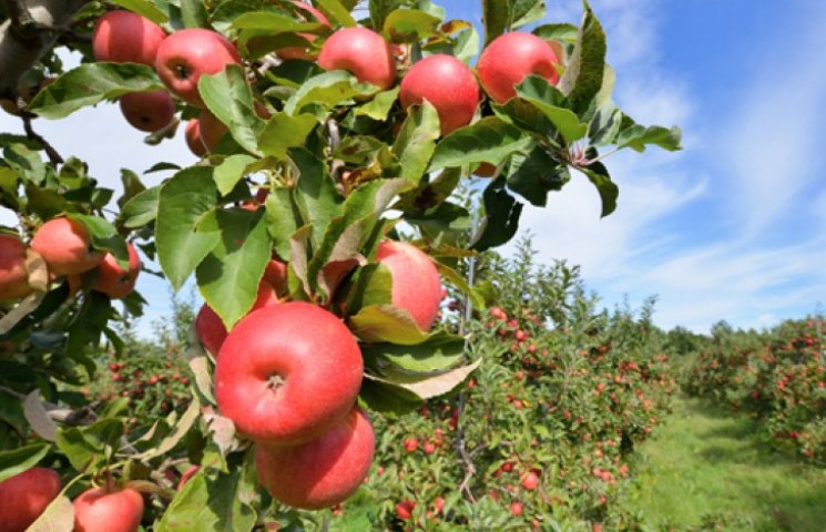 Вкус яблок меняется из-за природных ката…
