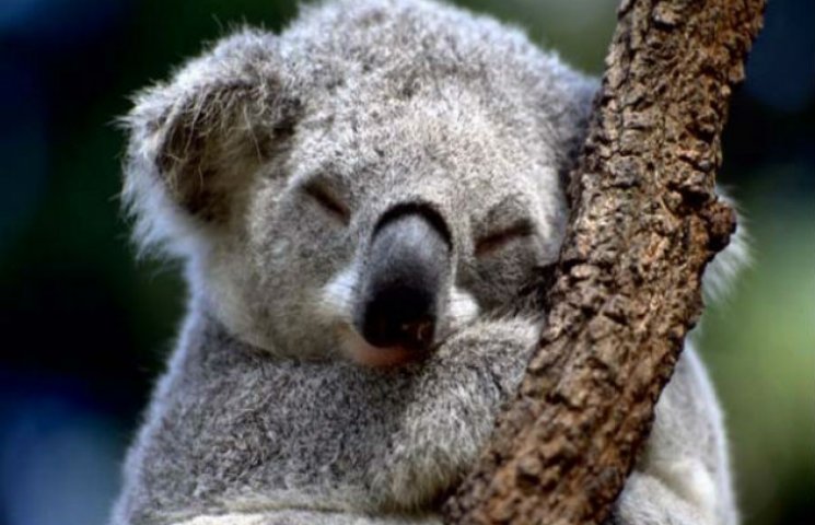 Как коала-экстремалка прокатилась на ква…