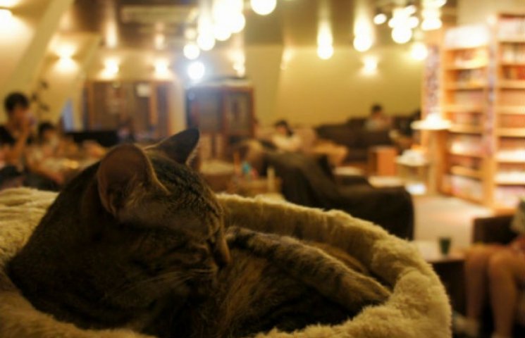 5 найцікавіших котячих кафе у світі…