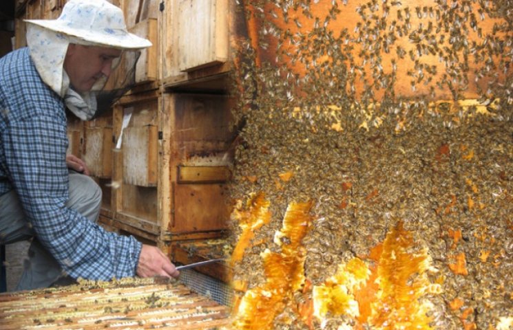Как украинские пчелы делали вклад в исто…