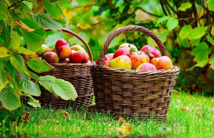 На Сумщині день освячення яблук та  наст…