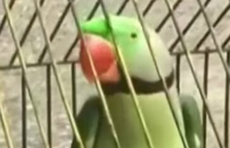 В Индии полиция задержала попугая, котор…