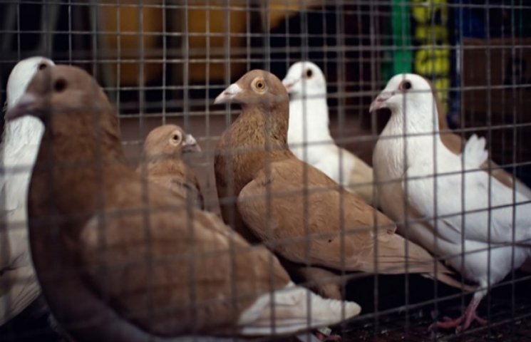 На Сумщині пройде виставка тварин і птах…