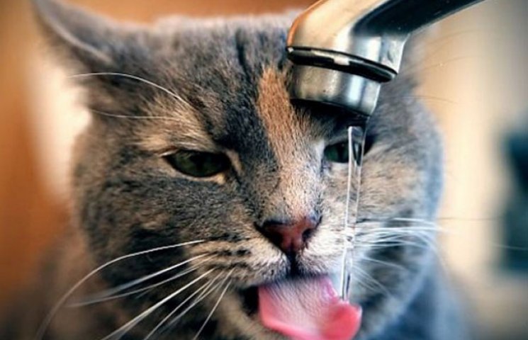 12 котів, які люблять воду (ФОТО)…