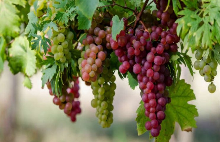 У Чугуєві відбудеться фестиваль виноград…