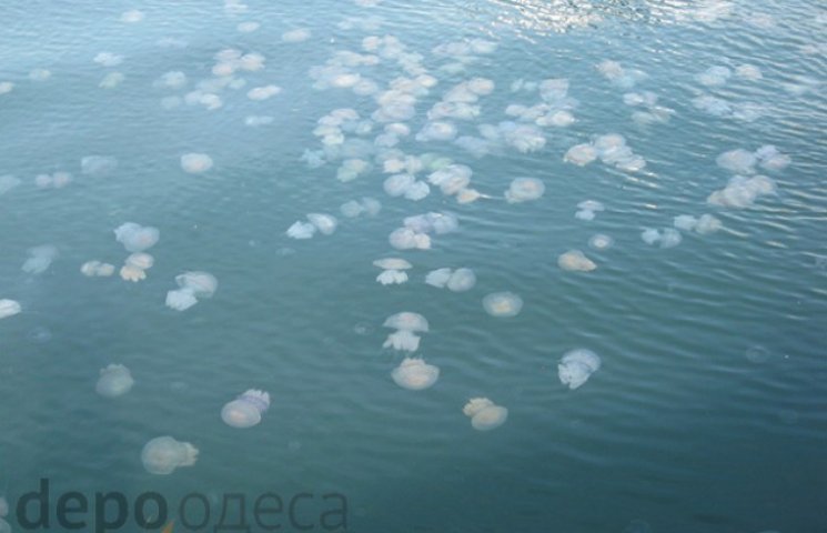Одеські пляжі потерпають від навали меду…