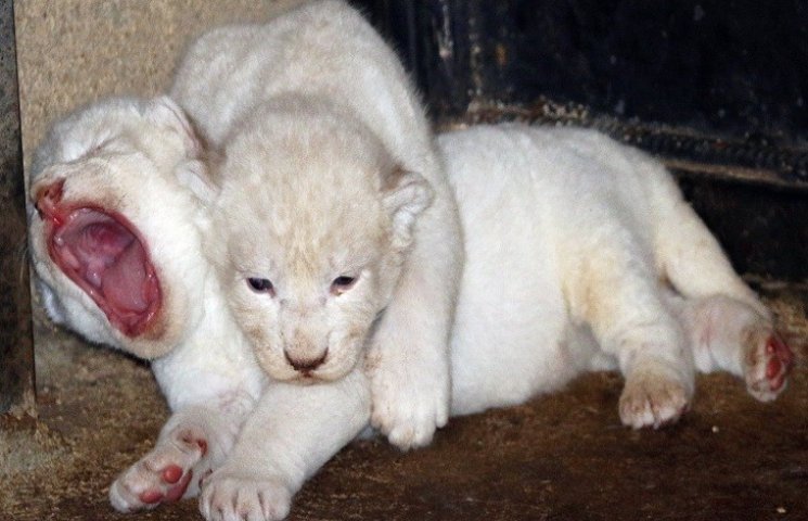 У Тбіліському зоопарку народилися троє б…
