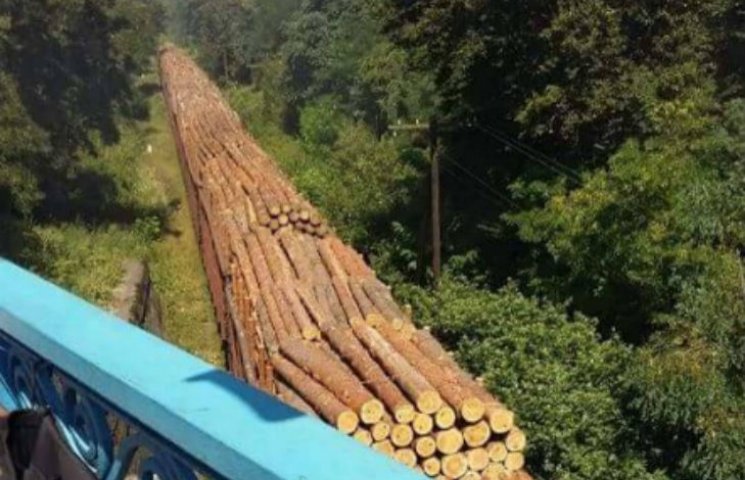На Луганщине массово вырубают хвойные ле…