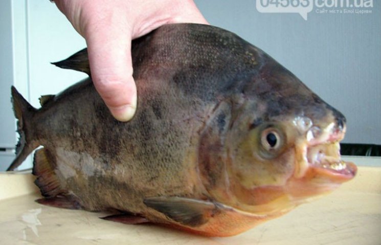 Опасна ли рыба паку для человека