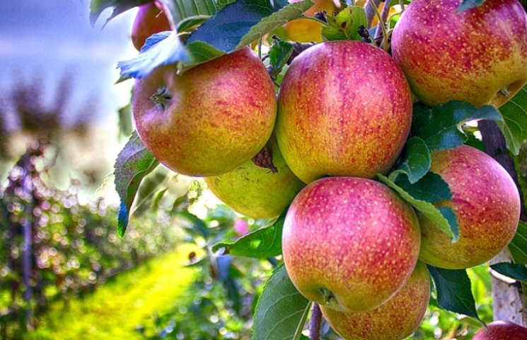 Що готувати і чому не можна їсти яблука…