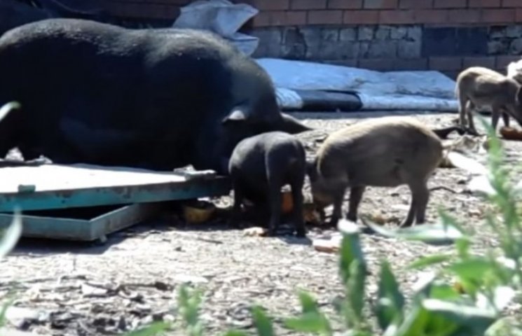 Роменській "фермер" вигодовує свиней на…