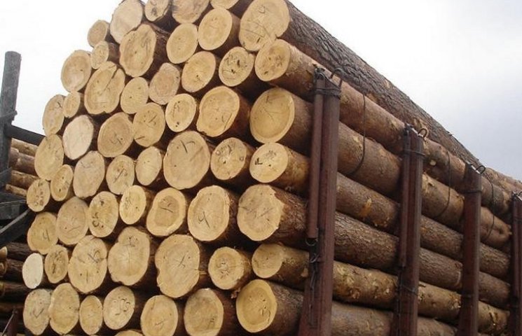 Поліція розслідує незаконний експорт ліс…