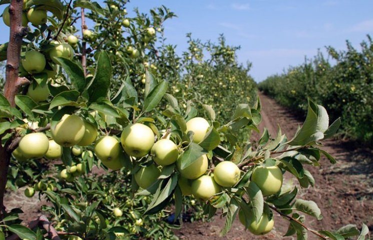 На Сумщині ледь не "забудували" яблуневи…