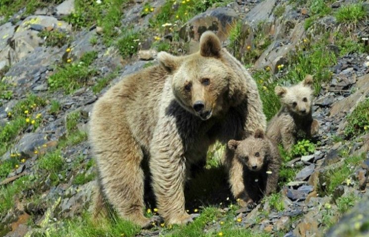 Жителей Сочи атакуют голодные медведи…