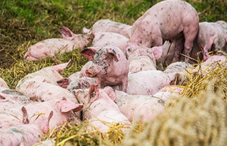 Во Франции сотни свиней попытались сбежа…