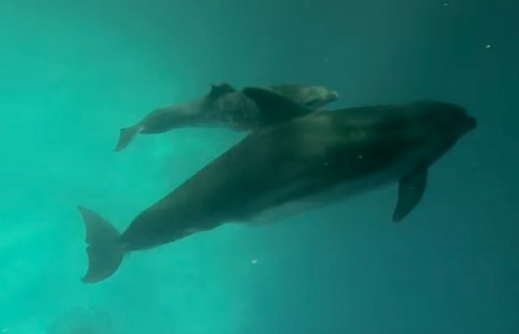 У дельфінів в одеському дельфінарії наро…