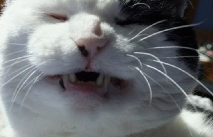 ТОП-15 котов, которые не умеют улыбаться…