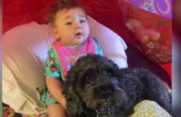 Як собака врятував восьмимісячну дівчинк…