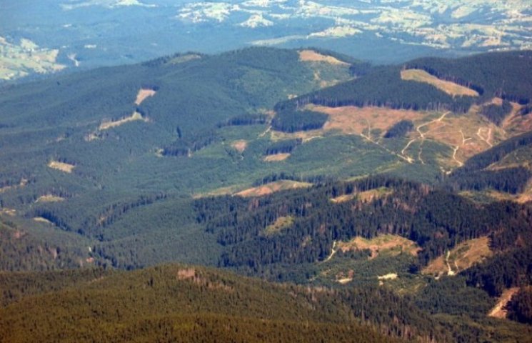 Закарпатские бойцы АТО высадят лес, выру…
