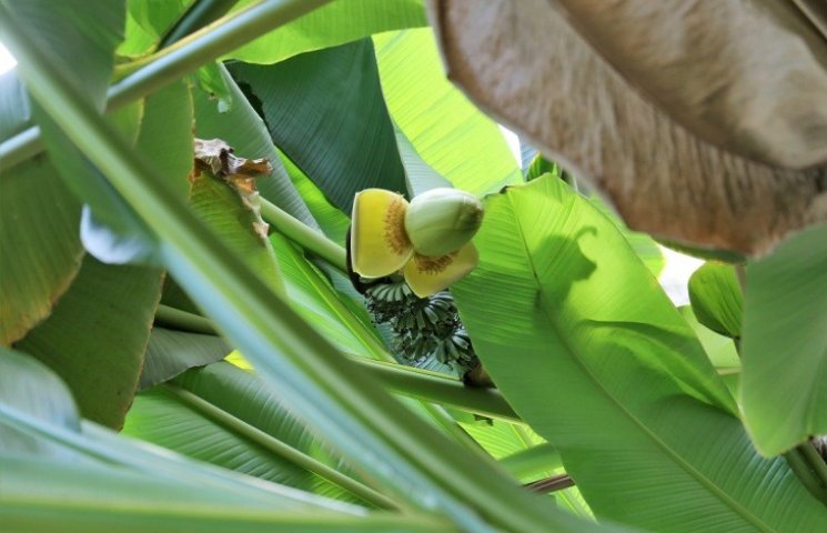 В Ужгороді квітне та плодоносить банан…