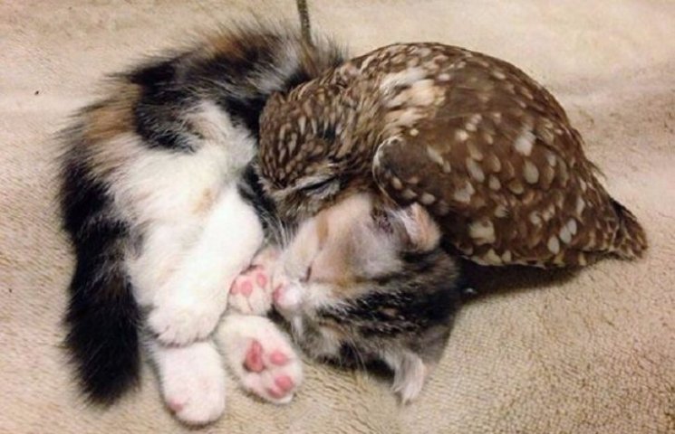 Як зворушливо вміють дружити кіт та сова…