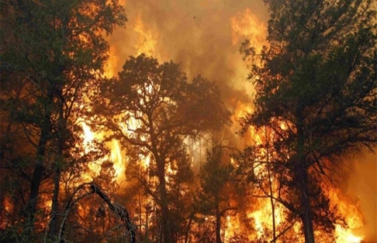 На Тернопільщині горить ліс. До гасіння…