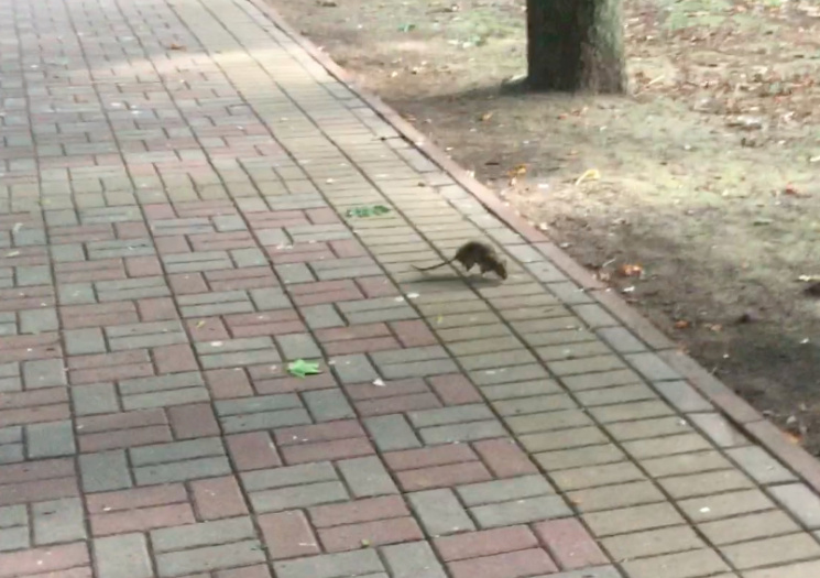 У Хмельницькому парку живуть щурі…