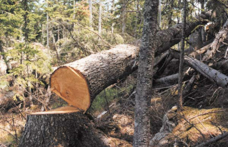 На Вінниччині дерево вбило чоловіка…