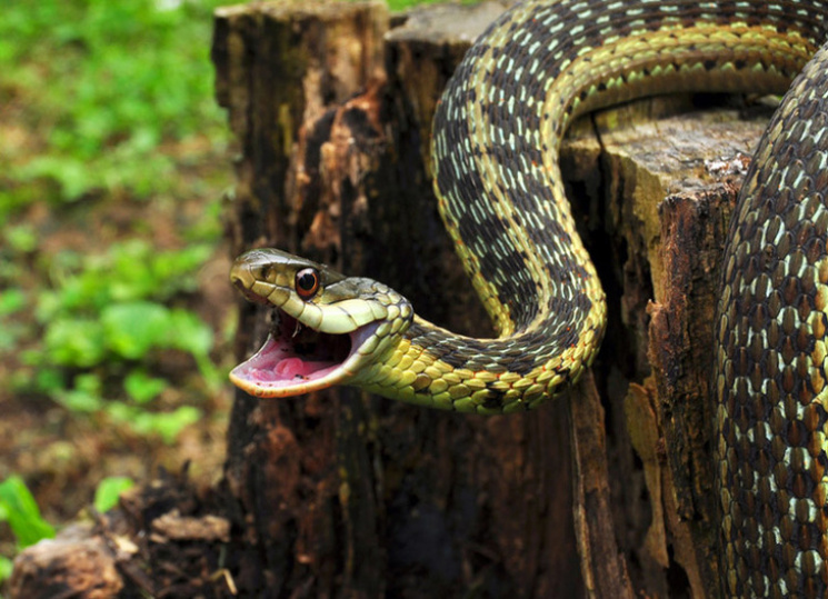 В Днипре змеи стали чаще появляться возл…