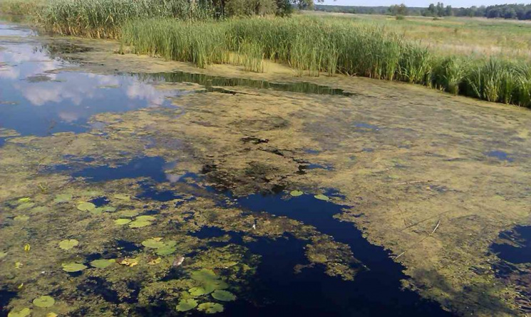 На Харківщині стався замор риби в річці…