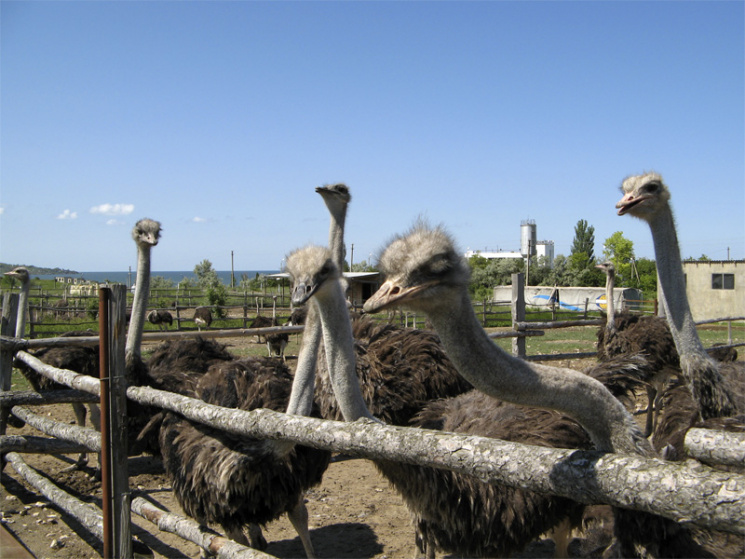 На Закарпатье страус на ферме съел айфон туриста