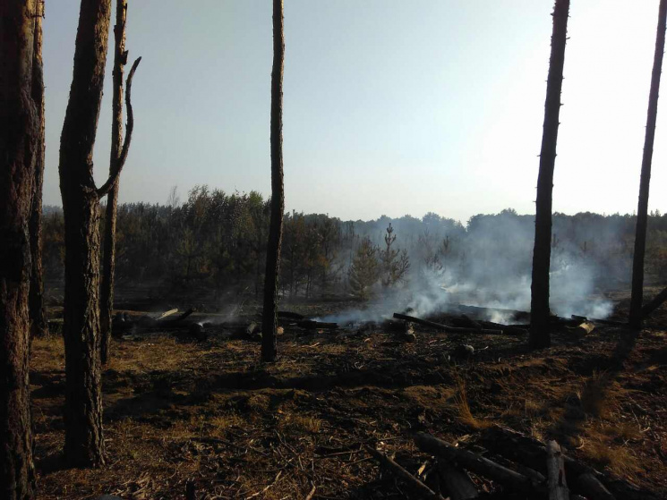 Масштабный лесной пожар под Харьковом ли…