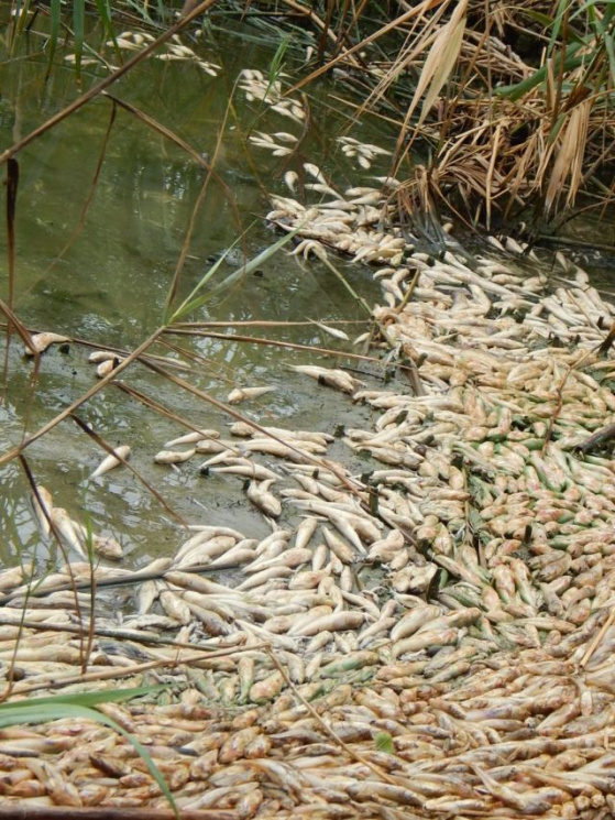 На Черкащині у Дніпрі масово гине риба…