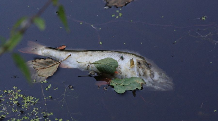 На Кубані масово загинула риба…