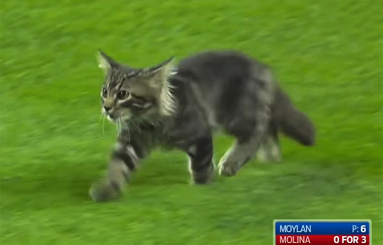 Відео дня: Агресивне кошеня на бейсболі…