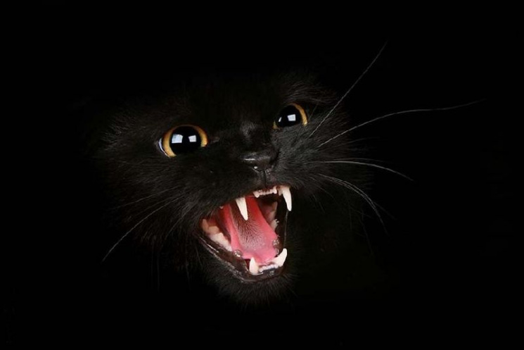 Архіви КДБ: Як на Запоріжжі "Чорну кішку…
