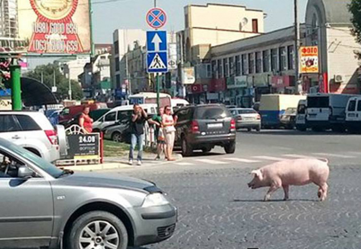 Фото дня: Кам&#039;янцем гуляє свиня…