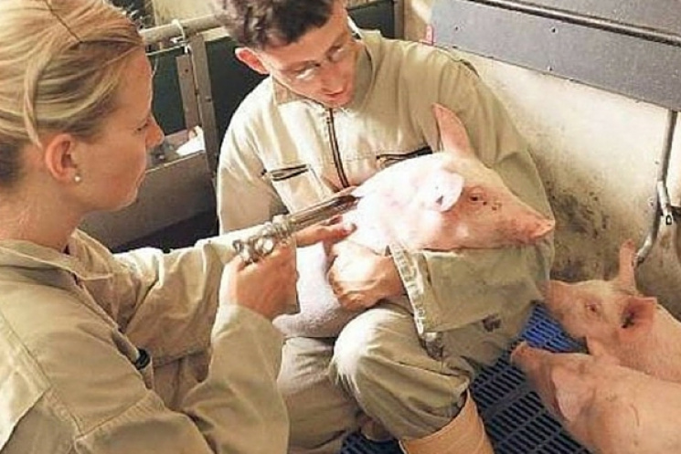 На Хмельниччині масово вакцинують свиней…
