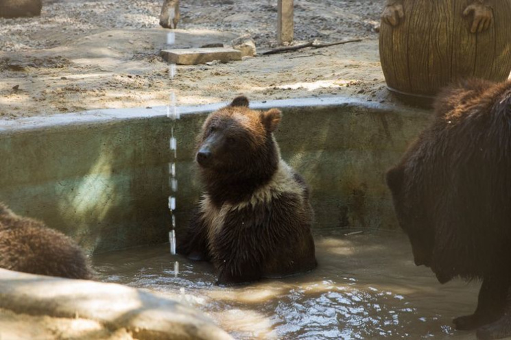 В Харькове медведи спасаются от жары мор…