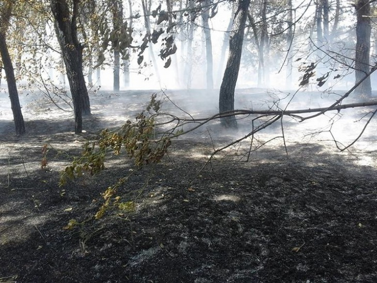 На Дніпропетровщині пожежа у хвойному лі…