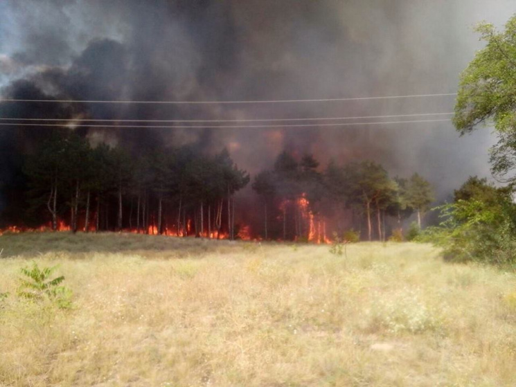 На Хортиці знову підпалили ліс…