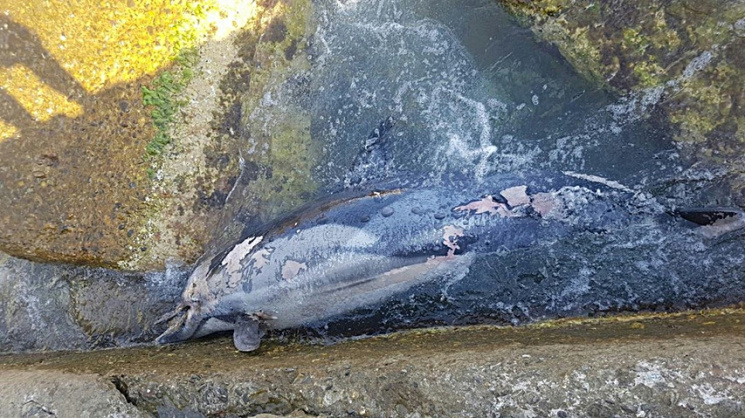 На Кубані знову знайшли мертвого дельфін…