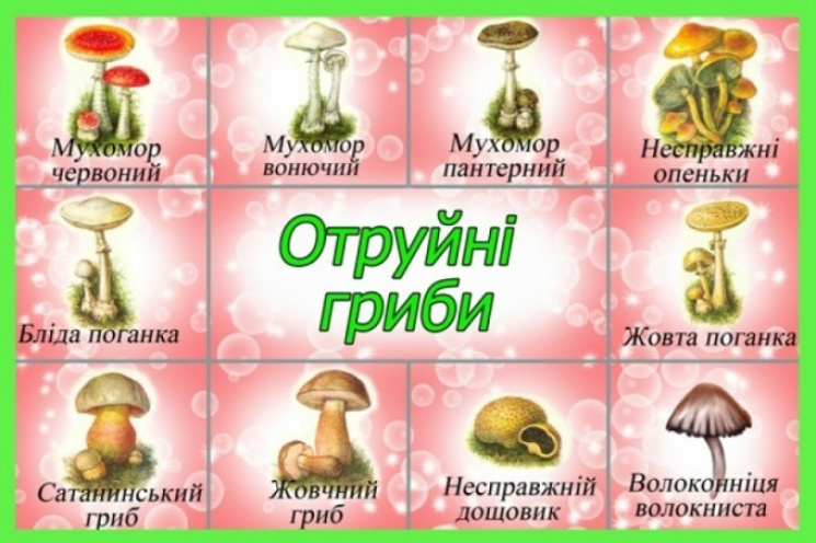 гриби рижики фото онлайн гриби рижики фото